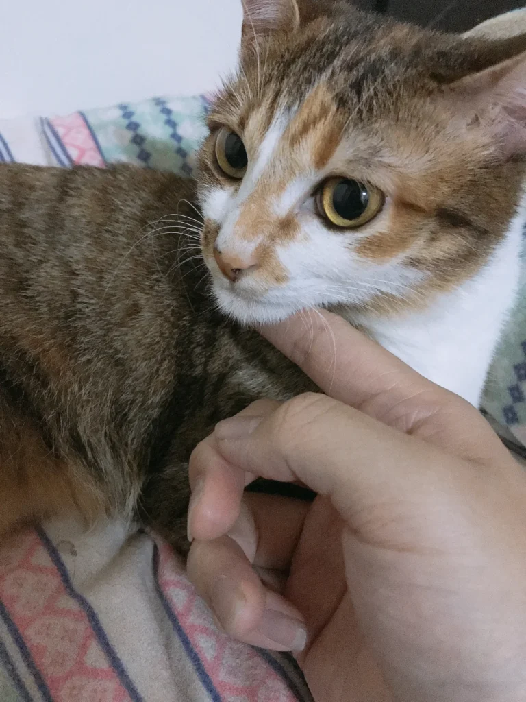 三花貓 渺渺
