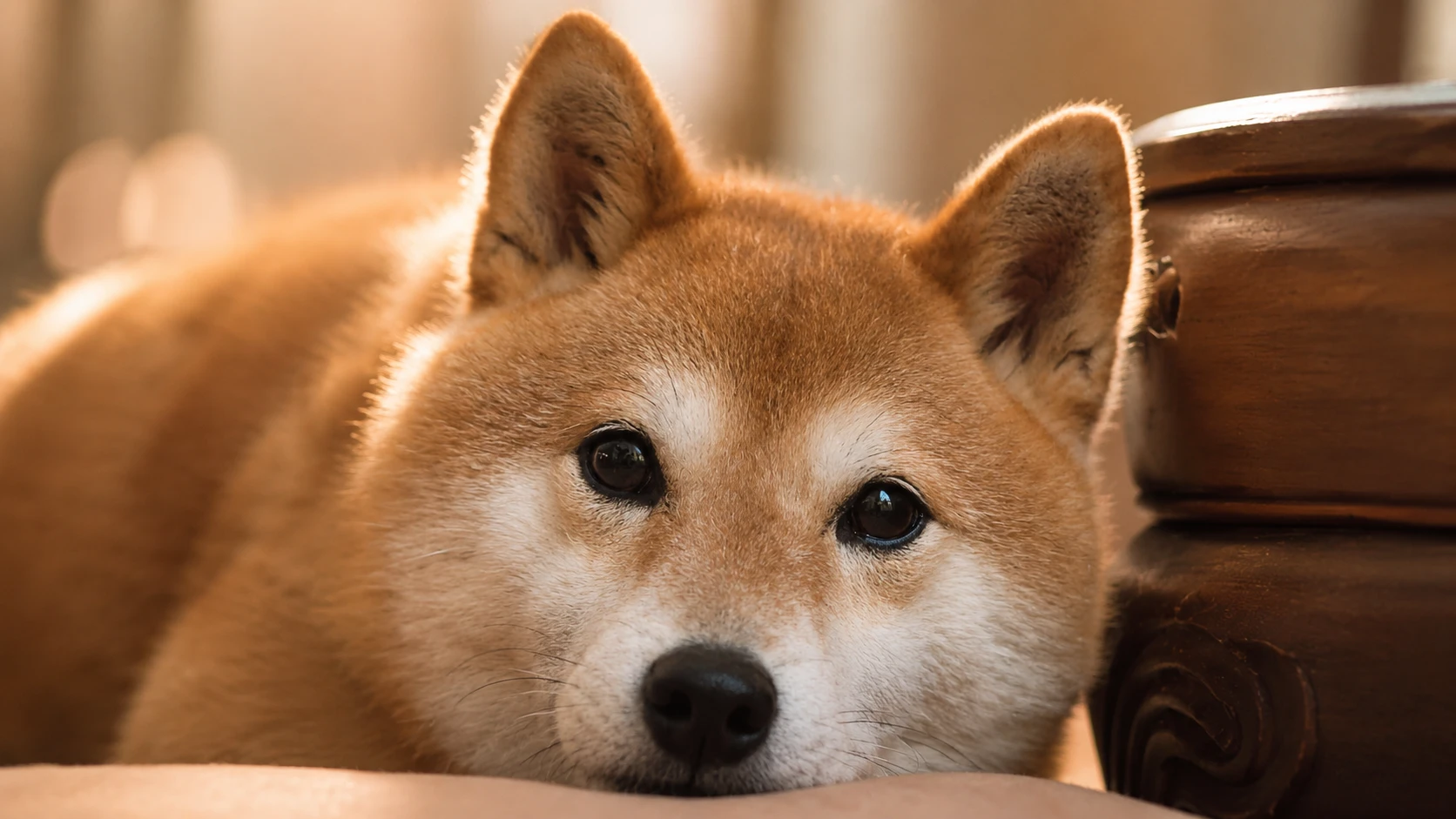 柴犬 Pinggu 日常