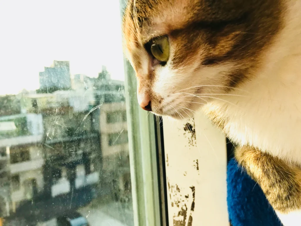 三花貓 渺渺