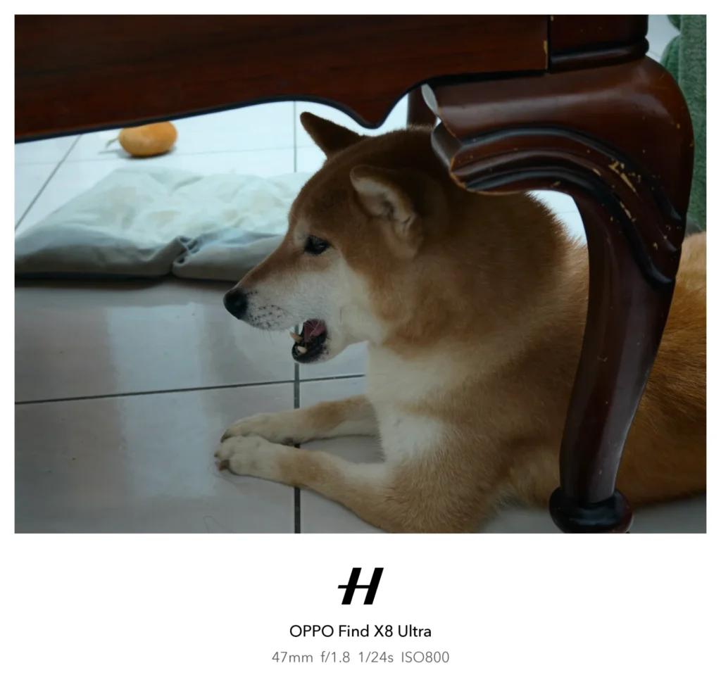 柴犬