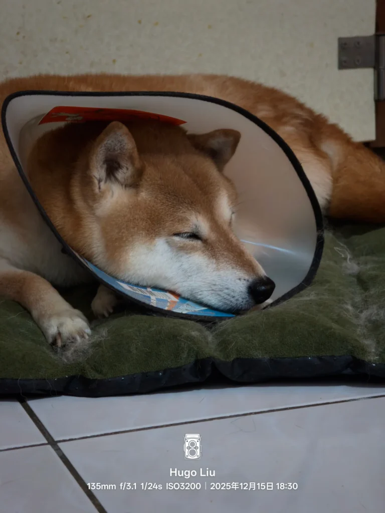 柴犬