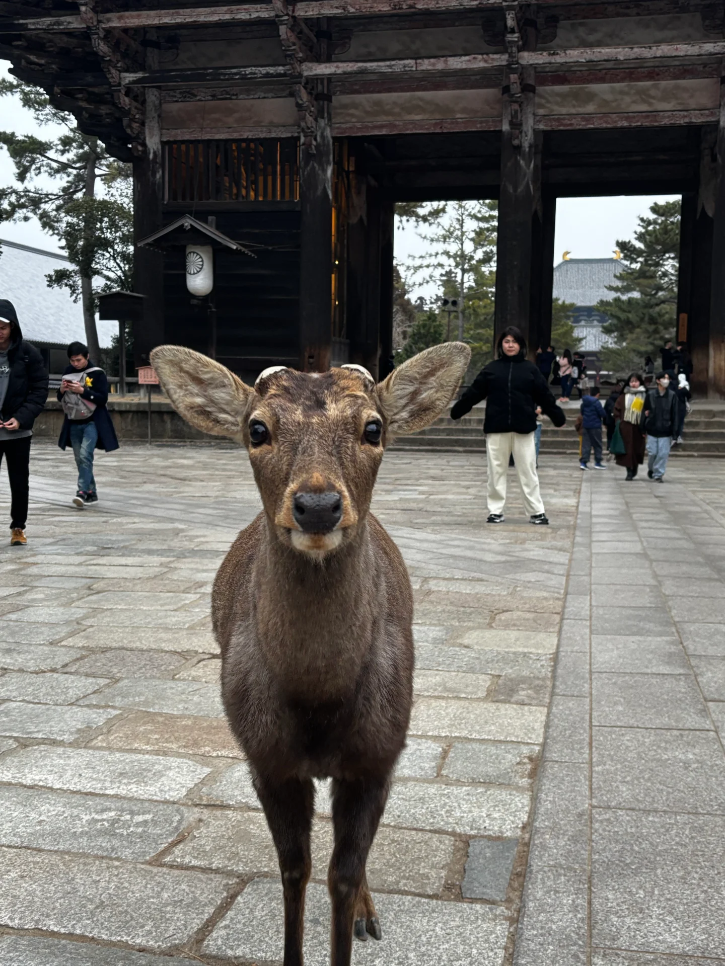 日本