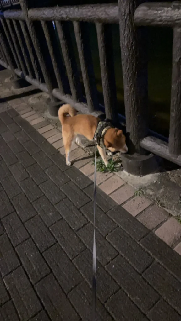 柴犬