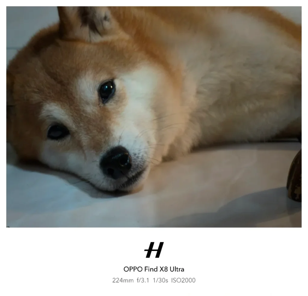柴犬pinggu